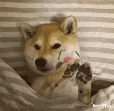 狗00043-敷面膜.gif