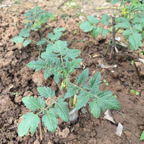 Zaccc于2023-04-18 23:20发布的图片