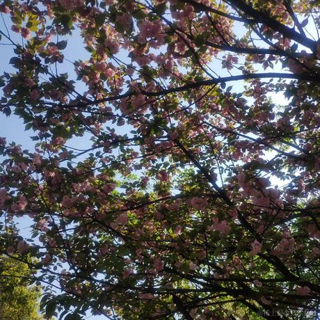 鲨鱼辣椒哦买嘎于2021-03-01 14:39发布的图片