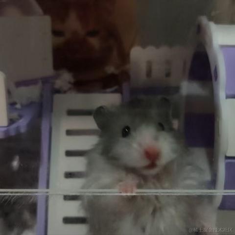 菠萝鲨鱼于2023-06-23 10:51发布的图片