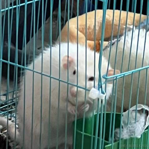 乃宝可爱捏于2022-11-13 07:34发布的图片