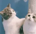 0073Cjx6gy1gssggpgcjsg303f036q7e.gif