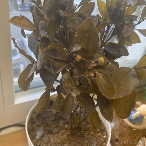 北洋于2023-02-02 09:24发布的图片