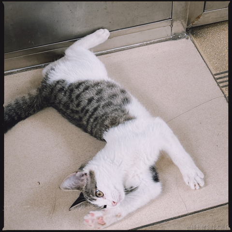 皮皮皮皮皮喵于2022-06-10 08:43发布的图片