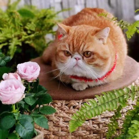 我的bug是猫写的于2021-11-01 16:42发布的图片