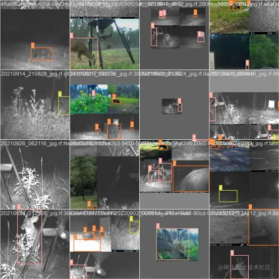 高精度动物检测识别系统4977.png