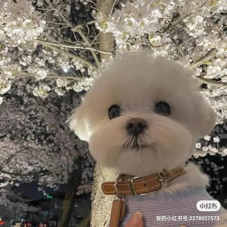 妖娆的桃子于2023-04-10 13:18发布的图片