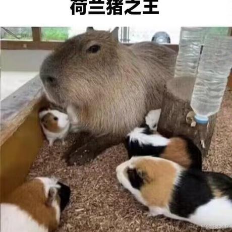 囧史密斯于2022-12-08 20:09发布的图片