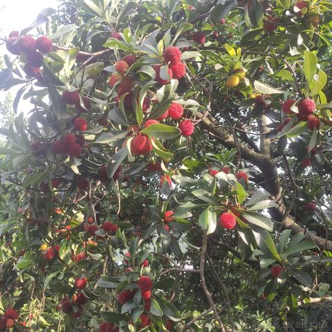 坚果派_坚果于2022-06-11 20:11发布的图片