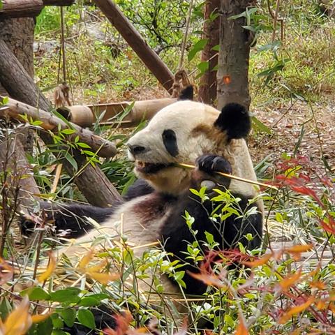 没有哆啦的A梦于2023-03-17 09:46发布的图片