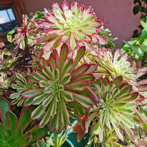 月季花于2022-11-27 07:47发布的图片