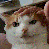 beastar于2021-02-18 16:47发布的图片