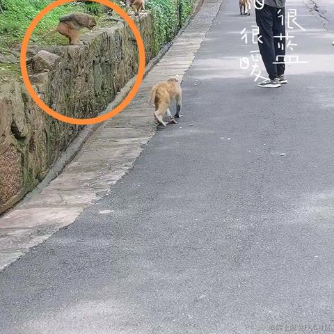 小橙子呀于2023-06-10 09:50发布的图片