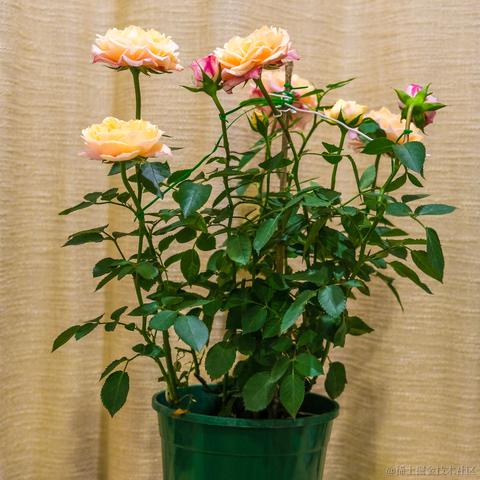 牛肉烧板黎于2022-06-08 08:44发布的图片