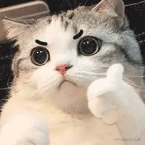 catdan.gif