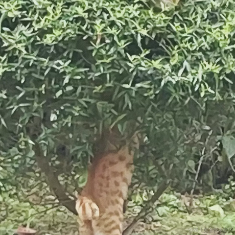 止步夕阳于2022-11-16 15:29发布的图片