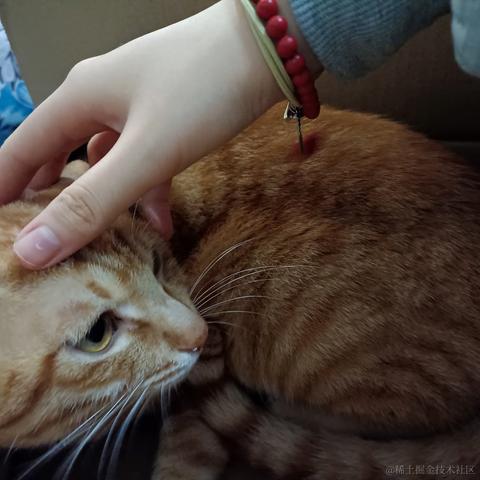 蒂娜今天吃什么于2022-11-26 00:20发布的图片