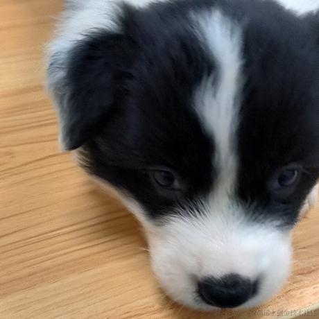 我要和贝拉拉结婚于2022-11-09 10:37发布的图片