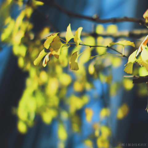 红毛丹于2023-12-14 08:04发布的图片