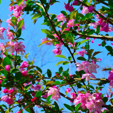 欲买桂花同载酒_于2023-03-27 11:20发布的图片