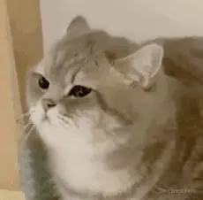 mao2.jpg