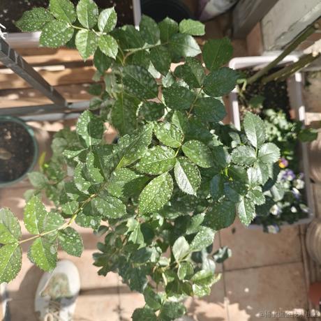 地衣君于2022-12-19 13:32发布的图片