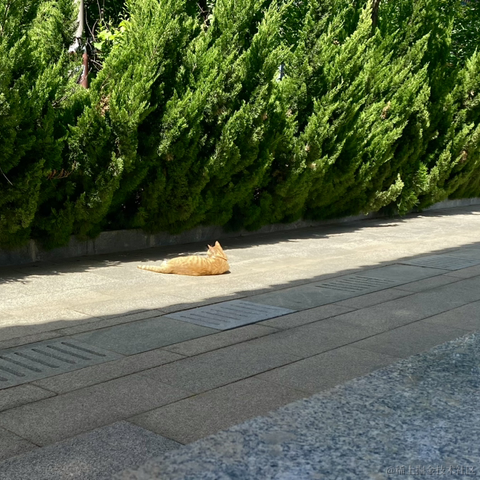 不是厨师于2023-05-16 20:20发布的图片