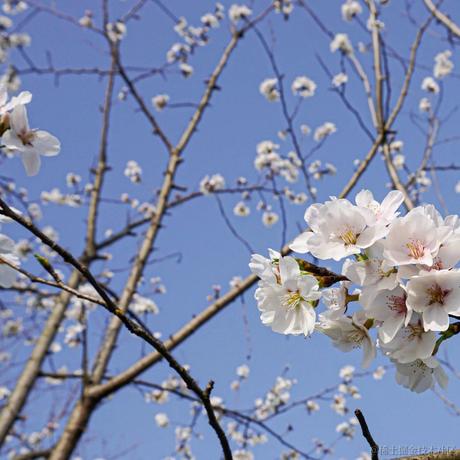 半颗花菜于2023-02-27 00:09发布的图片