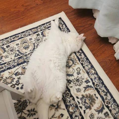 路有冻死狗于2021-10-27 19:03发布的图片