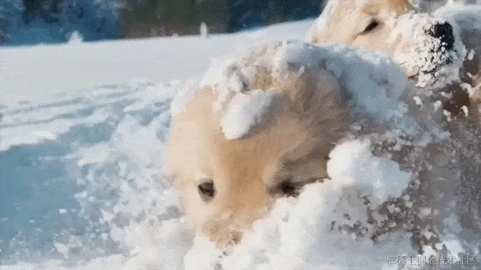 snow-dogs.gif