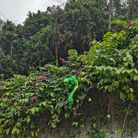 一般通过修伞er于2022-12-05 23:37发布的图片