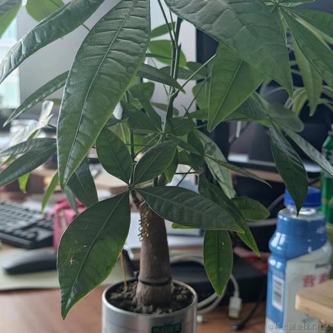 梦想是回家养猪于2024-05-29 14:07发布的图片