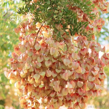 电话你先挂于2022-11-26 07:44发布的图片