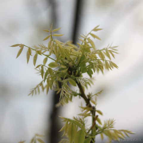 红毛丹于2023-01-13 15:07发布的图片